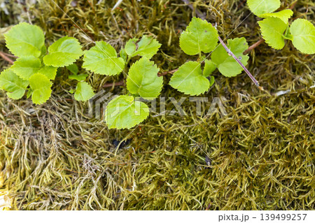 苔の上に広がる漆の若葉・北海道の山中に自生するウルシ 苔の上に広がる漆の若葉・北海道の山中に自生するウルシ 139499257