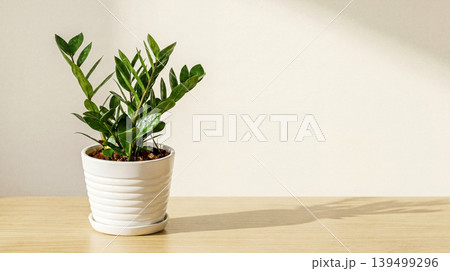 green plant in white pot on wooden table green plant in white pot on wooden table 139499296