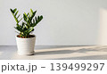 green plant in pot on concrete wall 139499297