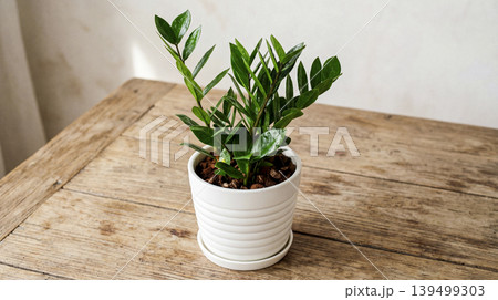 Slight top view plant on minimal table Slight top view plant on minimal table 139499303