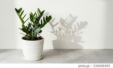 green plant in pot green plant in pot 139499305