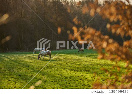 Serene horses in golden light Serene horses in golden light 139499423