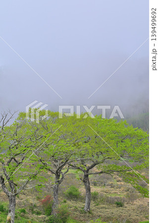 霧が立ち込む赤城白樺牧場 新緑の眺め 春の風景 霧が立ち込む赤城白樺牧場 新緑の眺め 春の風景 139499692