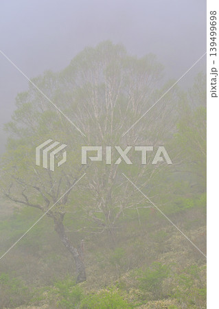 霧が立ち込む赤城白樺牧場 新緑の眺め 春の風景 霧が立ち込む赤城白樺牧場 新緑の眺め 春の風景 139499698