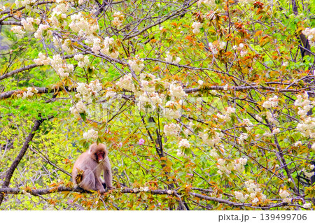 桜の花を食べるニホンザル 桜の花を食べるニホンザル 139499706