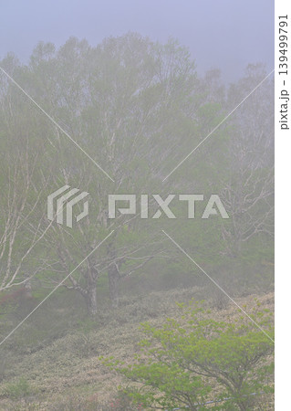 霧が立ち込む赤城白樺牧場 新緑の眺め 春の風景 霧が立ち込む赤城白樺牧場 新緑の眺め 春の風景 139499791