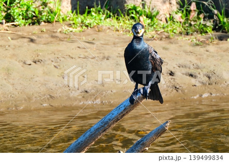 鶴見川のカワウ 鶴見川のカワウ 139499834