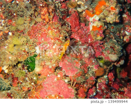 伊豆大島の海で撮影したヒメニラミベニハゼ 伊豆大島の海で撮影したヒメニラミベニハゼ 139499944