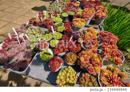 Vibrant succulents in sunlight Vibrant succulents in sunlight 139499949
