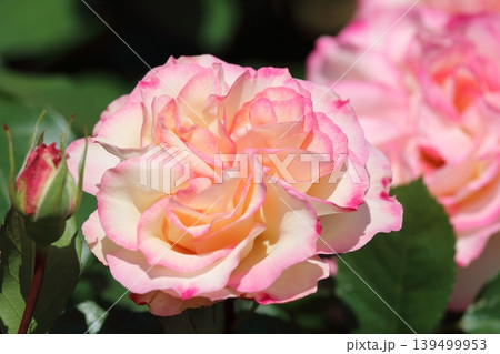 淡い色合いが美しいバラの花 淡い色合いが美しいバラの花 139499953