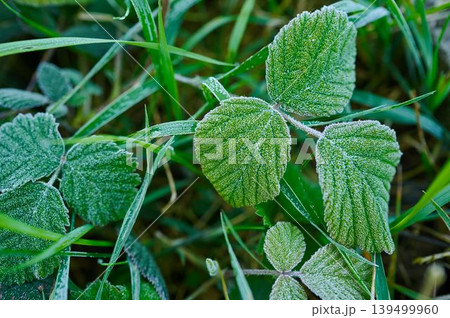 Frost sparkles on green leaves 139499960