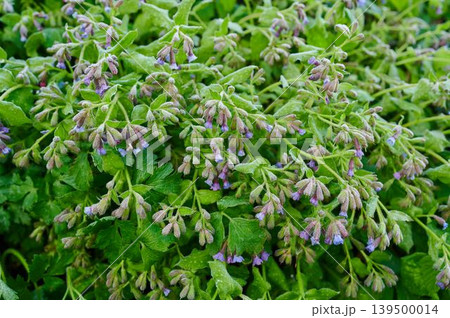 Beautiful flowers bloom in spring 139500014