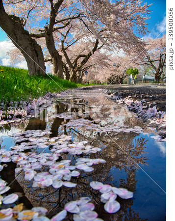 花びらの鏡に春を映して 花びらの鏡に春を映して 139500086
