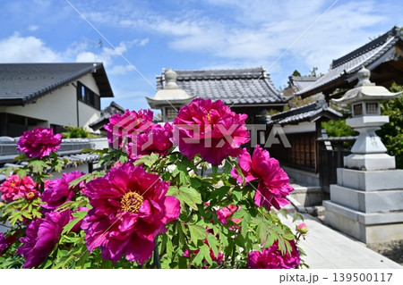 総持寺、長浜市 総持寺、長浜市 139500117