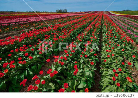 Spring tulip fields bloom bright 139500137