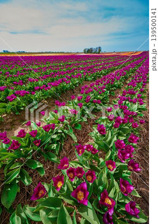 Purple flowers cover the vast field Purple flowers cover the vast field 139500141