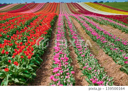 Vibrant tulip fields bloom in spring sunshine Vibrant tulip fields bloom in spring sunshine 139500164