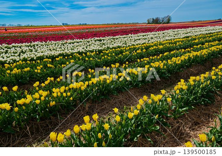 Tulip fields brighten spring's landscape Tulip fields brighten spring's landscape 139500185