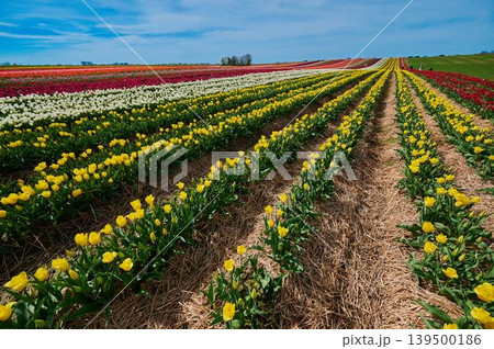 Vibrant tulip fields stretch under a blue sky 139500186