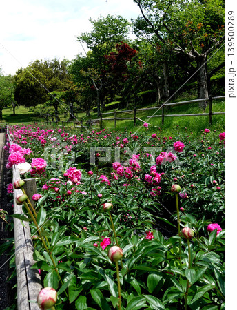 知多市旭公園の芍薬 139500289
