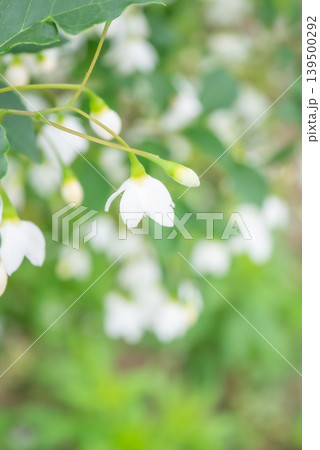 満開に咲く白いエゴノキの花【春】【初夏】 満開に咲く白いエゴノキの花【春】【初夏】 139500292