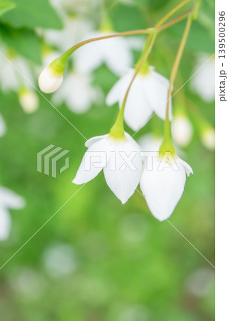 満開に咲く白いエゴノキの花【春】【初夏】 139500296