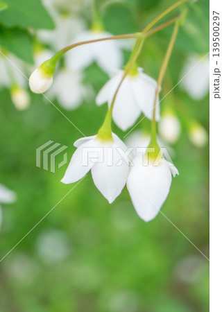 満開に咲く白いエゴノキの花【春】【初夏】 満開に咲く白いエゴノキの花【春】【初夏】 139500297