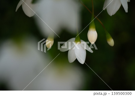木陰に咲く白いエゴノキの花【春】【初夏】 木陰に咲く白いエゴノキの花【春】【初夏】 139500300