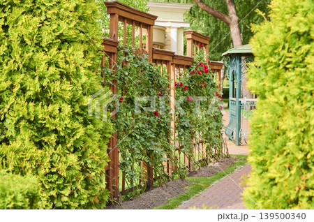 Vibrant garden pathway adorned with lush greenery and blooming roses in sunny afternoon light 139500340