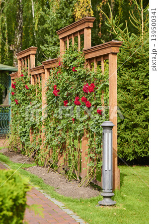 Beautiful rose-covered trellis in a vibrant garden setting during sunny afternoon 139500341