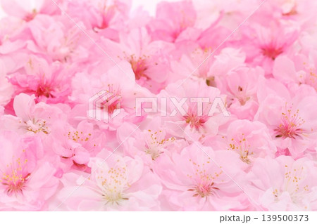 桃の花 一面に敷き詰めた クローズアップ 桃の花 一面に敷き詰めた クローズアップ 139500373