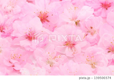 桃の花 一面に敷き詰めた クローズアップ 桃の花 一面に敷き詰めた クローズアップ 139500374