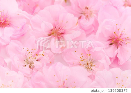 桃の花　一面に敷き詰めた　クローズアップ 139500375