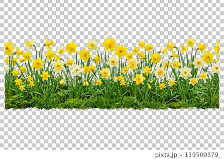 Green grass with yellow daffodil flower border isolated for garden design Green grass with yellow daffodil flower border isolated for garden design 139500379
