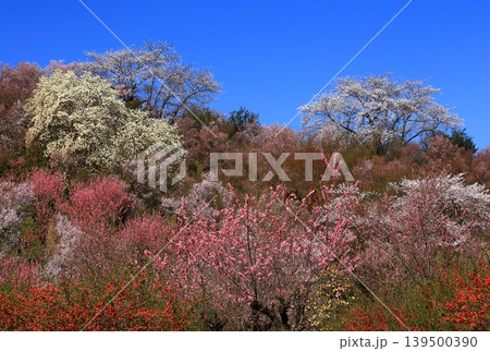 桜のある風景 桜のある風景 139500390