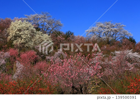 桜のある風景 139500391
