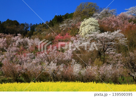 桜のある風景 桜のある風景 139500395