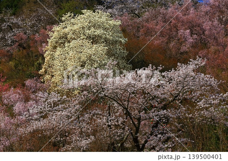 桜のある風景 桜のある風景 139500401