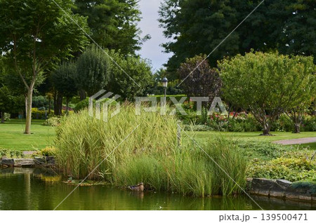 Serene moment by the tranquil pond in a vibrant garden filled with lush greenery 139500471