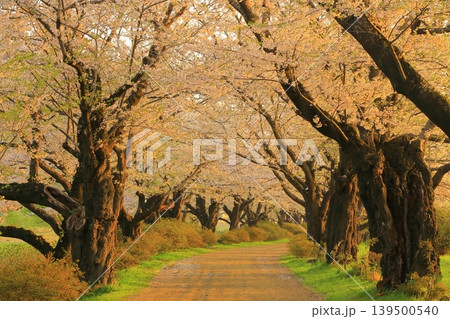 青空に映える満開の桜 青空に映える満開の桜 139500540