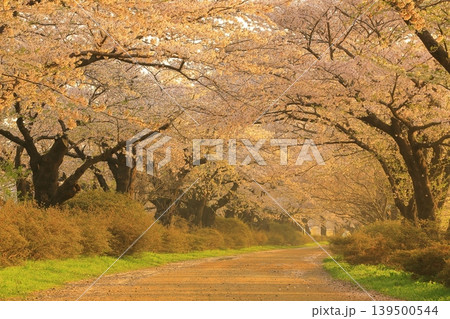 青空に映える満開の桜 139500544