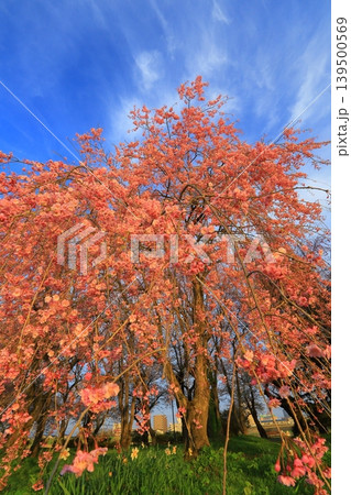 青空に映える紅葉 139500569
