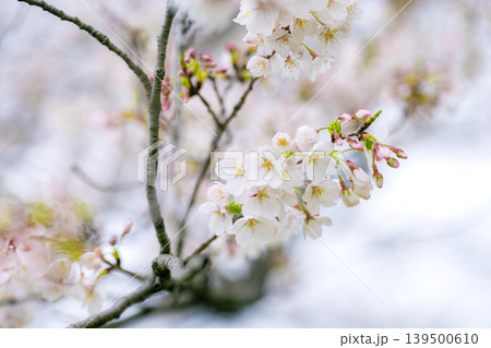 春の日差しを浴びる桜 春の日差しを浴びる桜 139500610