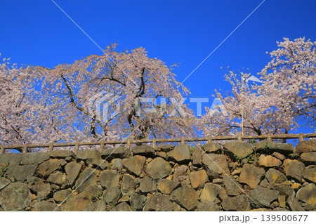 桜のある風景 139500677
