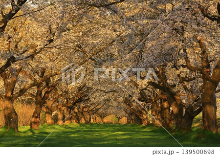 青空に映える満開の桜 139500698
