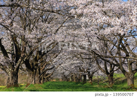 青空に映える満開の桜 青空に映える満開の桜 139500707