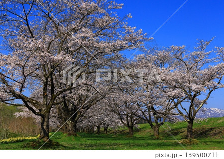 青空に映える満開の桜 青空に映える満開の桜 139500711