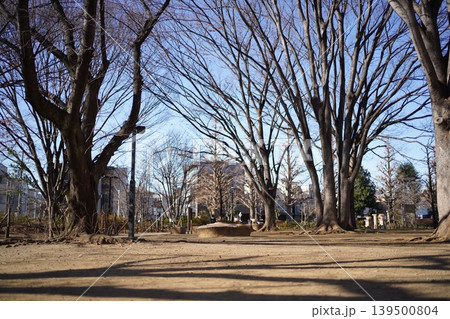 青空の下、冬の落葉樹が立ち並ぶ広々とした公園の風景 青空の下、冬の落葉樹が立ち並ぶ広々とした公園の風景 139500804