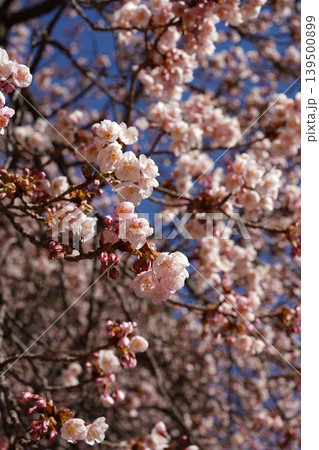 澄んだ青空を背景に咲き誇る鮮やかなピンクの早咲きの桜 澄んだ青空を背景に咲き誇る鮮やかなピンクの早咲きの桜 139500899