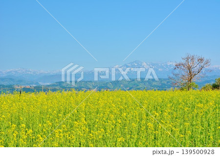 青空に満開に咲く新潟県小千谷市小千谷山本山高原菜の花畑 139500928